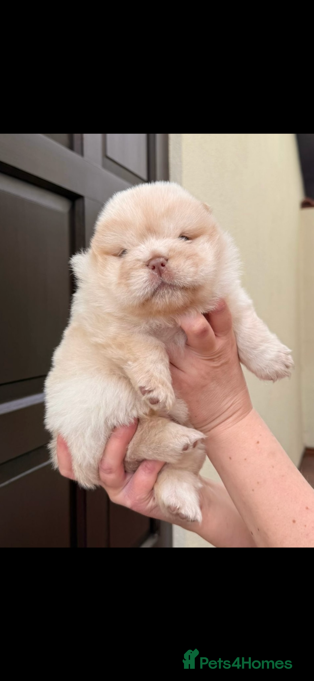 Chow Chow dogs for sale: Outstanding Baby Bears - Image 8