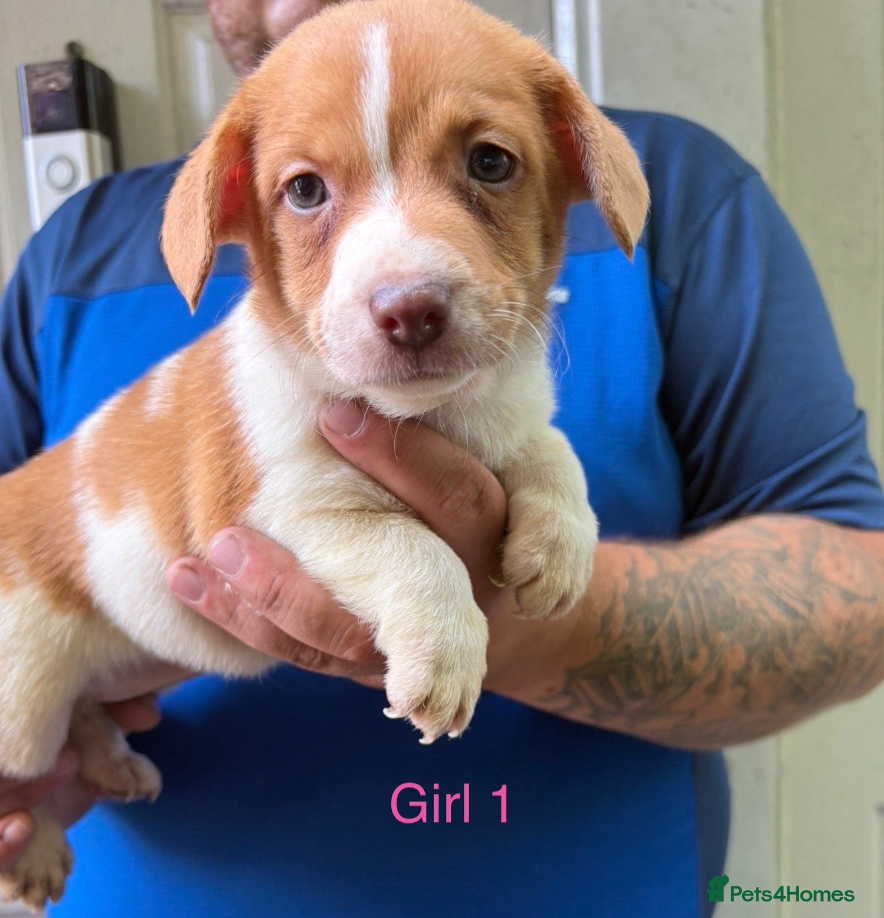 Jack Russell dogs Jack Russell puppy’s ready to leave how girl left  - Advert 7