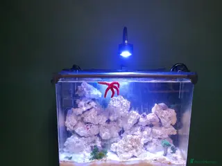 Other/Mixed Breed fish Complete Marine setup in London - Advert 1