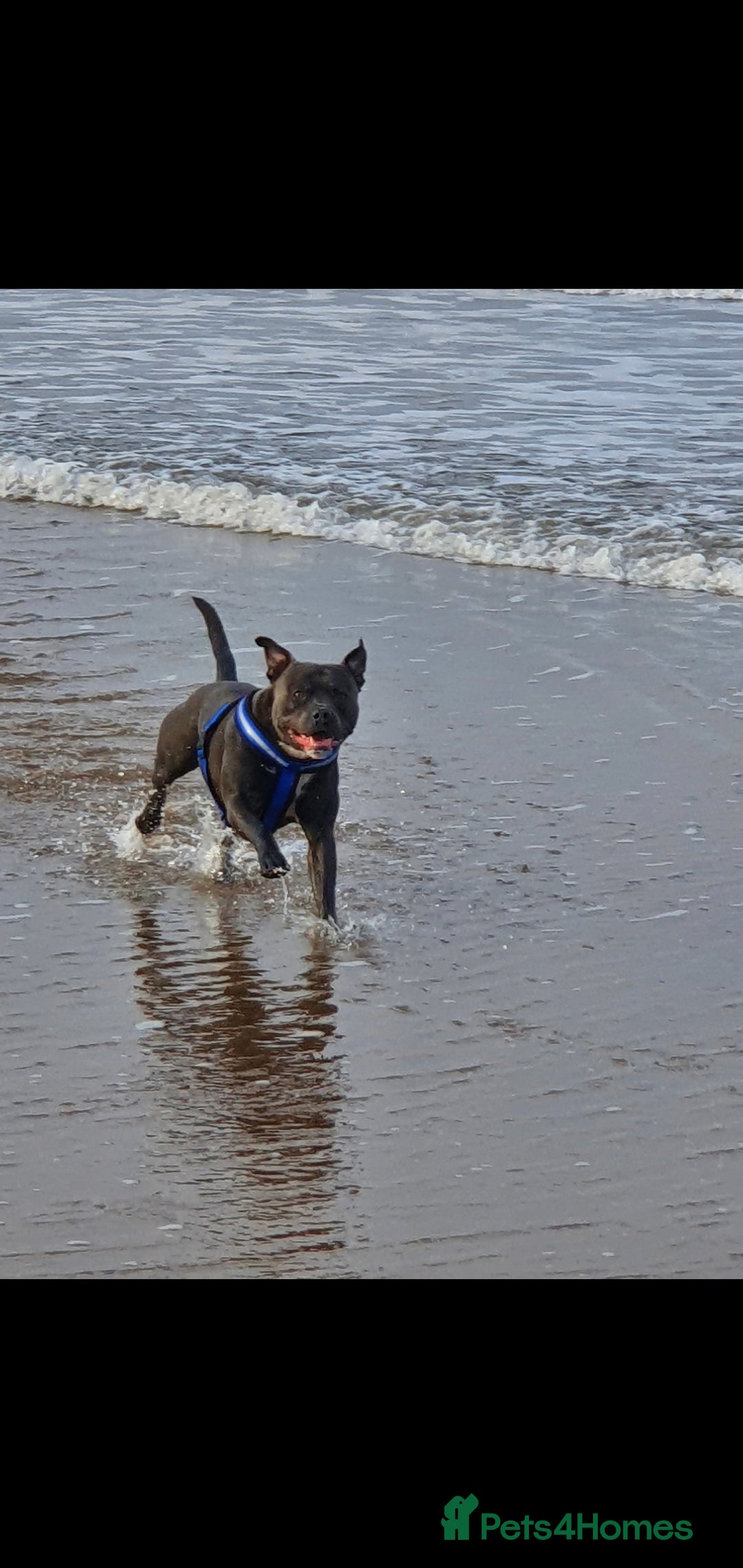 Staffordshire Bull Terrier dogs for stud: *PROVEN stud* Blue Staffordshire bull terrier in Middlesbrough - Advert 6