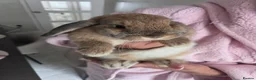 Mini Lop rabbits for sale: Mini french lop  - Advert 5