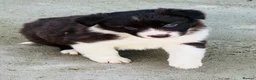 Border Collie dogs for sale: Gorgeous border collie puppies  - Advert 14