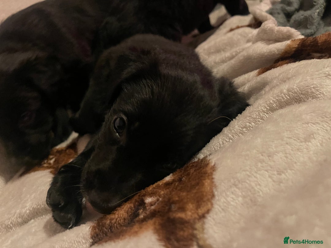 Mixed Breed dogs for sale: 🌟 Collie x Golden Retriever Puppies 🌟 - Image 12