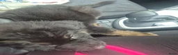 German Shepherd dogs for sale: 8 weeks old gsd (female)  - Advert 5
