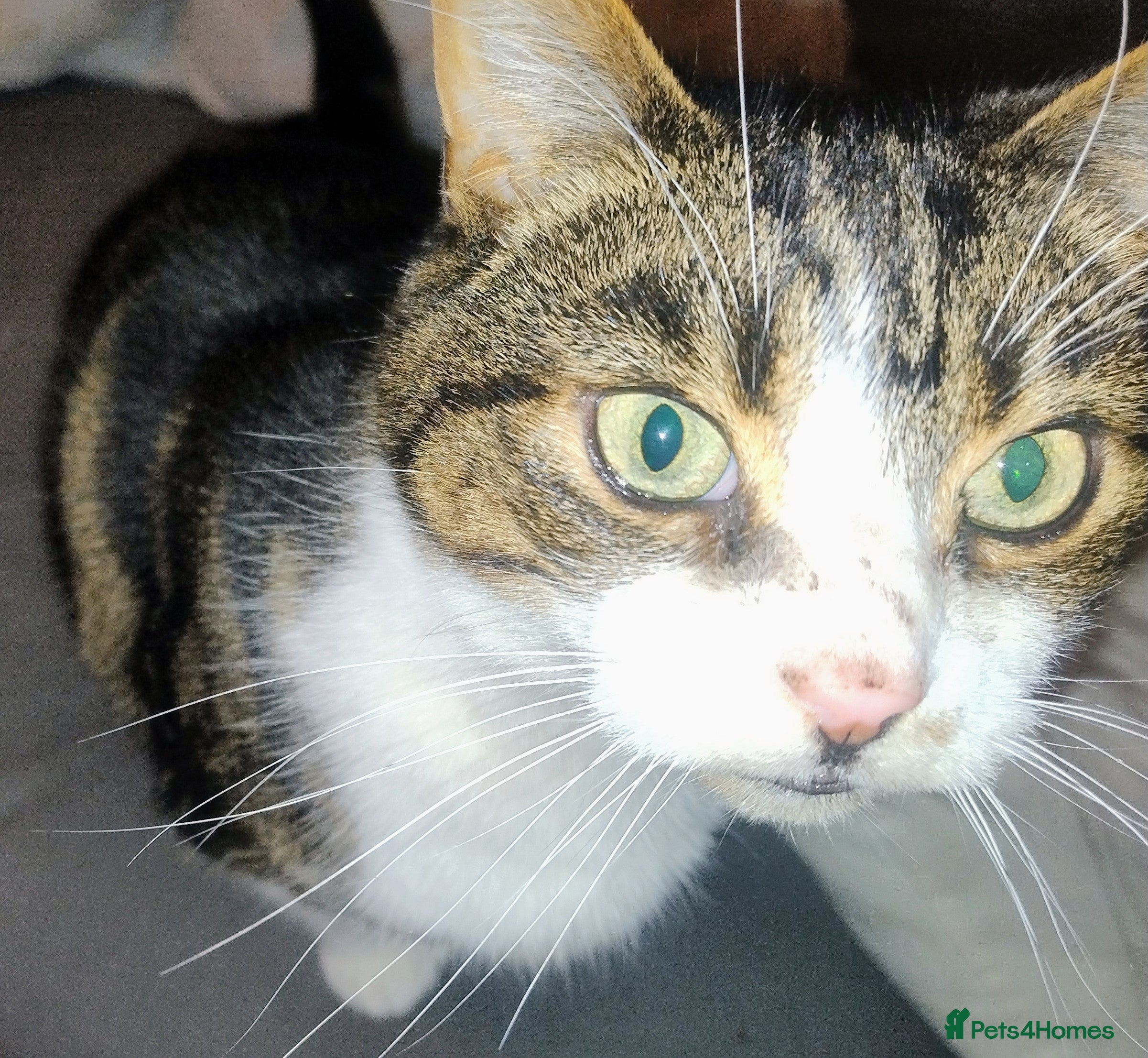 British Shorthair cats Rehoming of Adult Male Cat - Advert 1