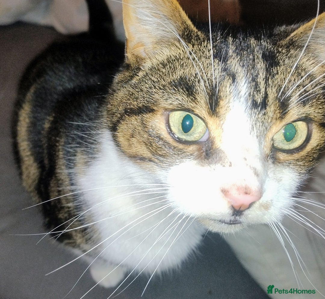 British Shorthair cats for sale: Rehoming of Adult Male Cat - Advert 1