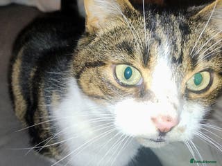 British Shorthair cats Rehoming of Adult Male Cat - Advert 1