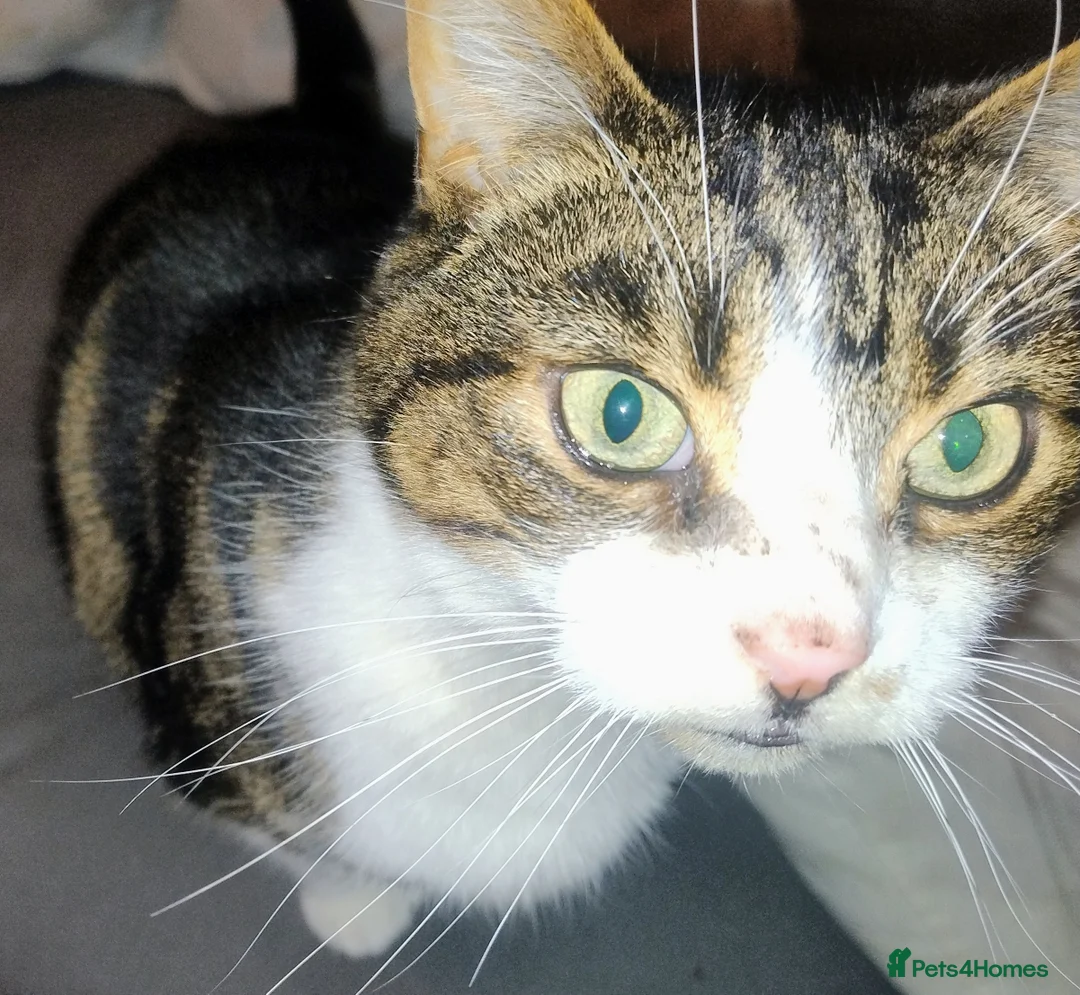 British Shorthair cats for sale: Rehoming of Adult Male Cat - Advert 1