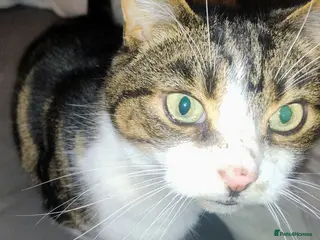 British Shorthair cats Rehoming of Adult Male Cat - Advert 14