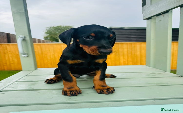 Dobermann dogs - Advert 1