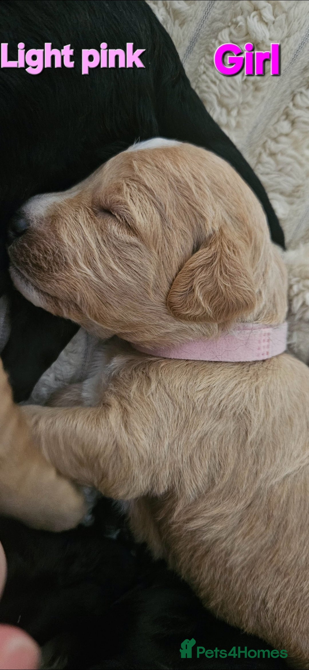 Mixed Breed dogs for sale: Cockapoo crossed lab - Image 4
