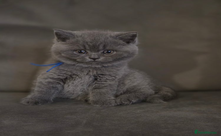 British Shorthair cats Gccf registered blue British shorthair boy left  - Advert 16