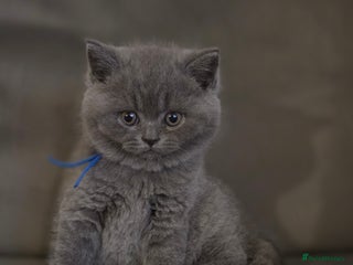 British Shorthair cats Gccf registered blue British shorthair boy left - Advert 1