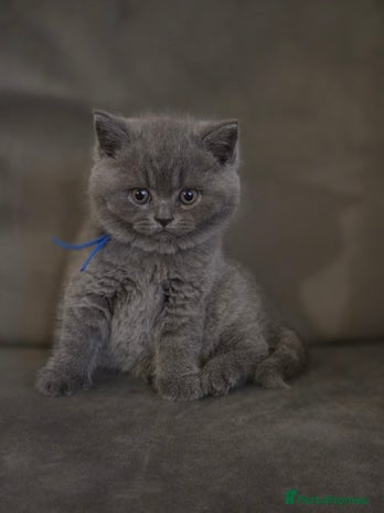 British Shorthair cats Gccf registered blue British shorthair boy left - Advert 16
