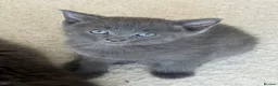 Mixed Breed cats for sale: 4 kittens for sale - see description for prices  - Advert 2