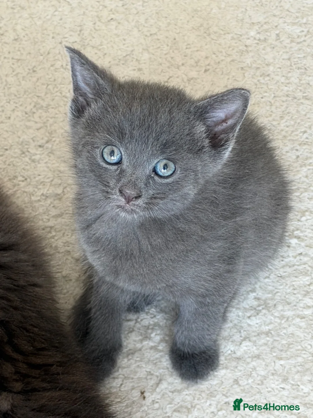 Mixed Breed cats for sale: 4 kittens for sale - see description for prices  - Advert 2