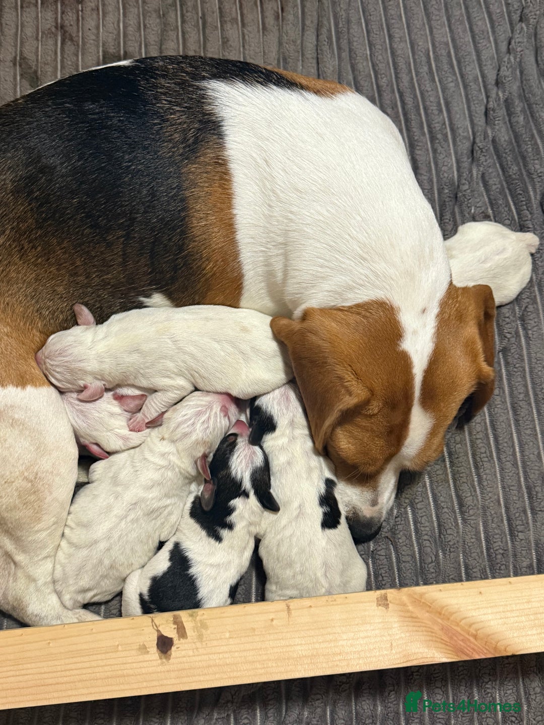 Mixed Breed dogs for sale: Beagle x Parson Russell Terrier Puppies - Advert 1