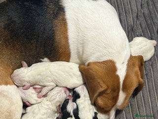 Mixed Breed dogs Beagle x Parson Russell Terrier Puppies - Advert 6
