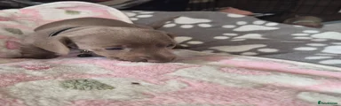 Dachshund 2