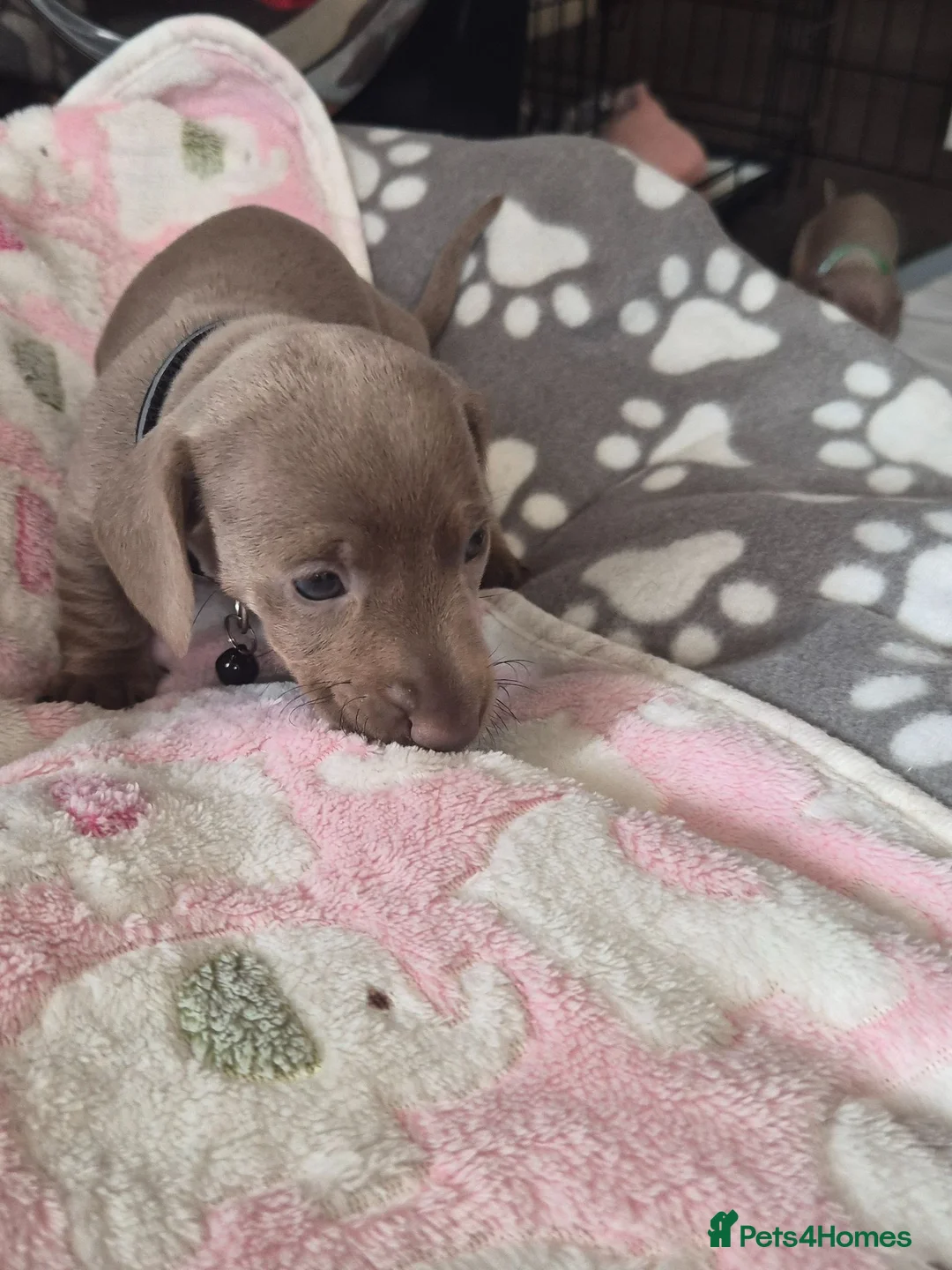 Dachshund dogs for sale: Cute puppies in Birmingham - Advert 5
