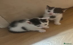Mixed Breed cats for sale: Gorgeous Dalmatian kittens  - Image 1