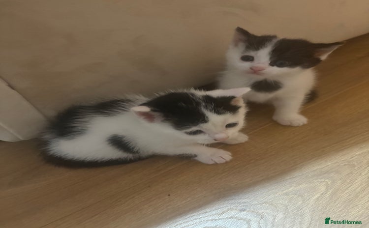 Mixed Breed cats - Advert 2
