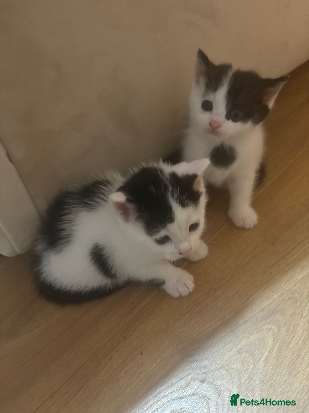Mixed Breed cats for sale: Gorgeous Dalmatian kittens  - Image 1