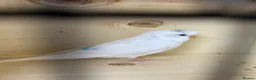 Budgerigars birds for sale: Female budgies  - Advert 2
