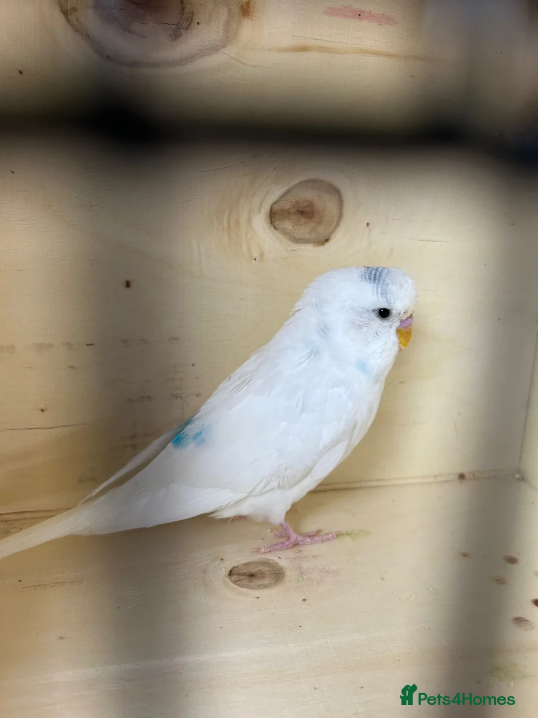 Budgerigars birds for sale: Female budgies  - Advert 2