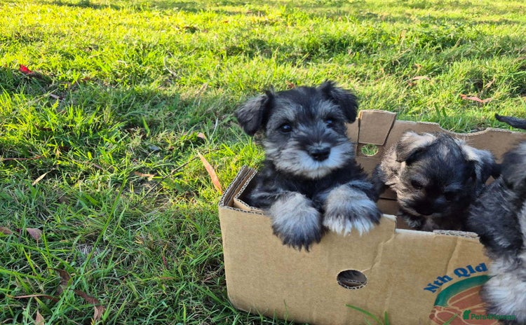Miniature Schnauzer dogs - Advert 1