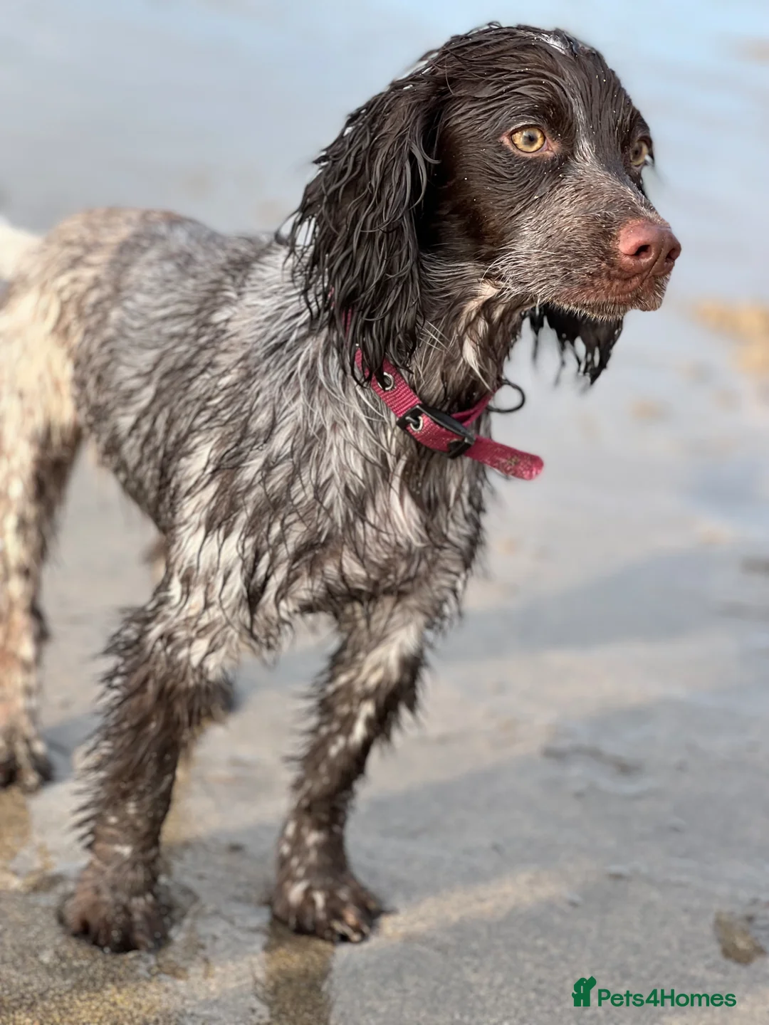 Cocker Spaniel dogs for sale: Kc registered cocker spaniel puppies  in Okehampton - Advert 12