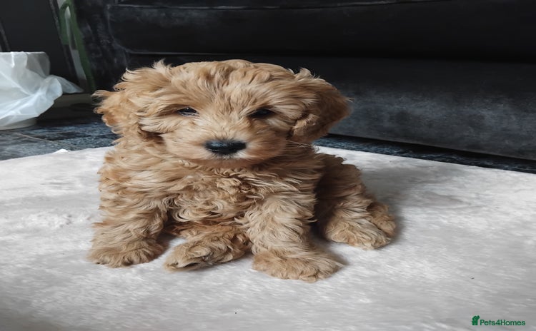Cockapoo dogs - Advert 4