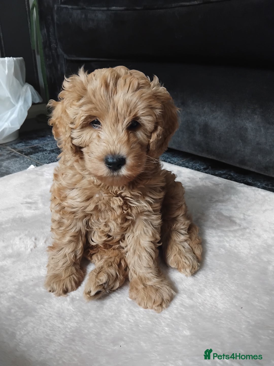 Cockapoo dogs for sale: Cockapoo female puppy  - Image 1