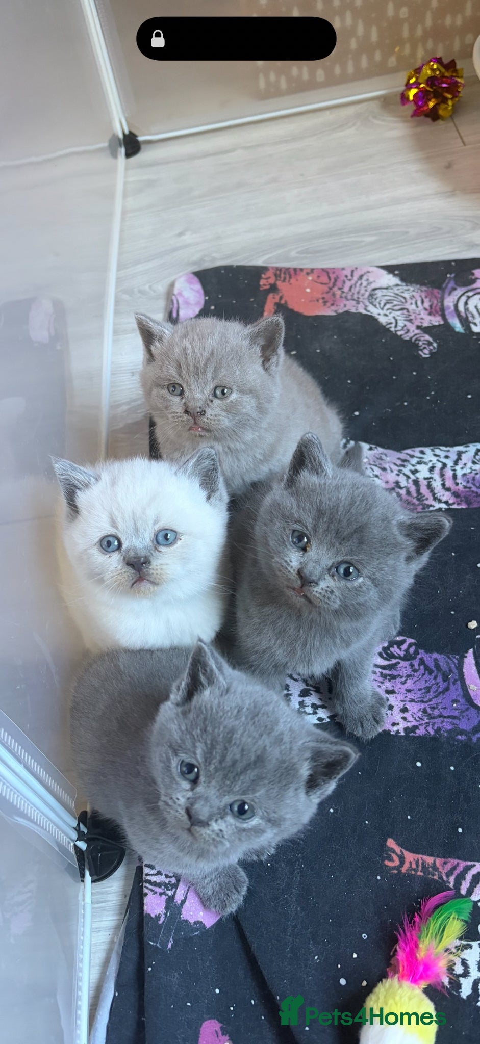 British Shorthair cats Gorgeous British shorthair kittens 💙 💙 🩷 🩷  - Advert 1