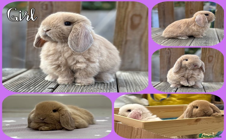 Mini Lop rabbits - Advert 2