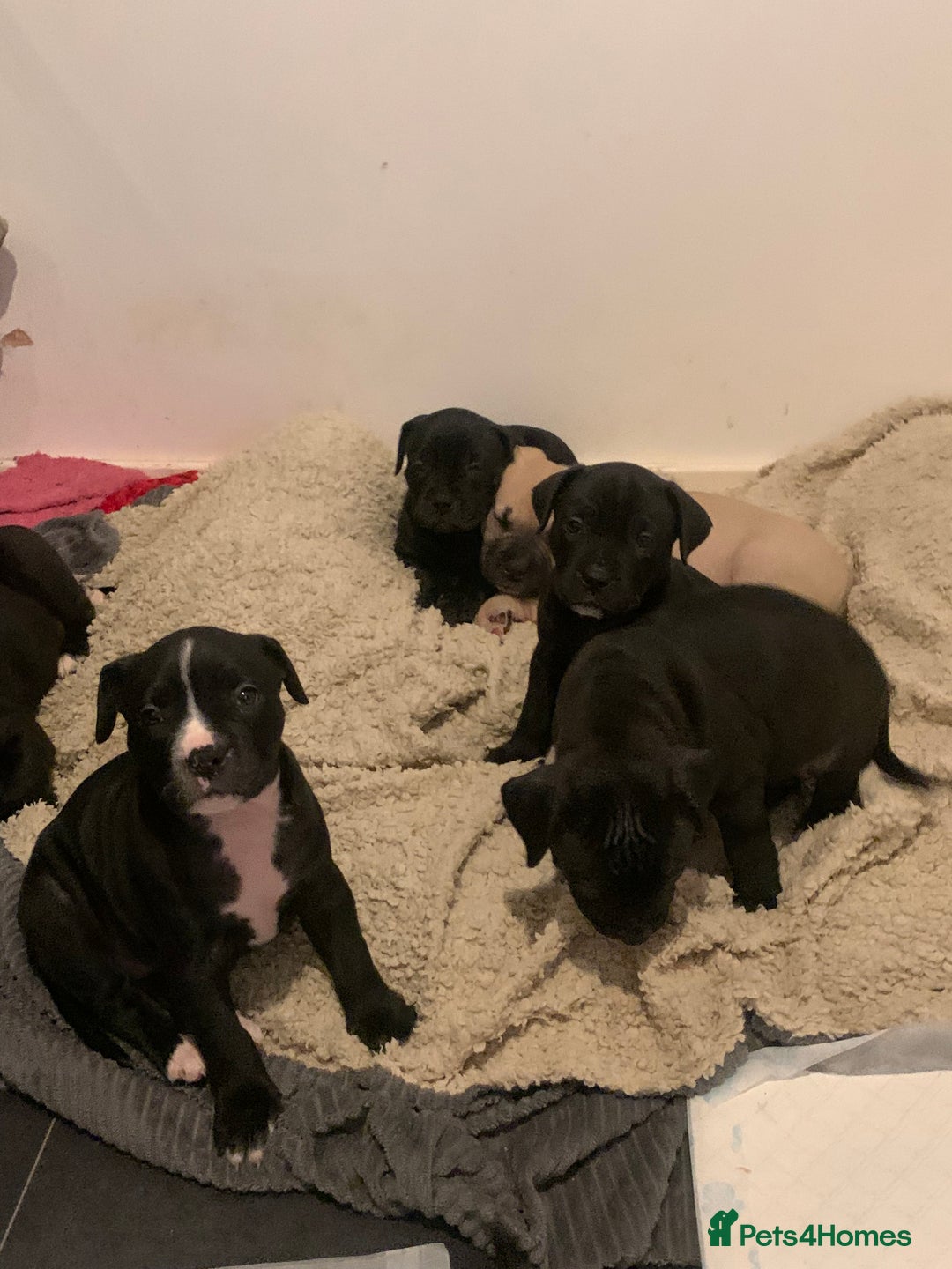 Mixed Breed dogs for sale: Miss Leanne smith - Advert 9