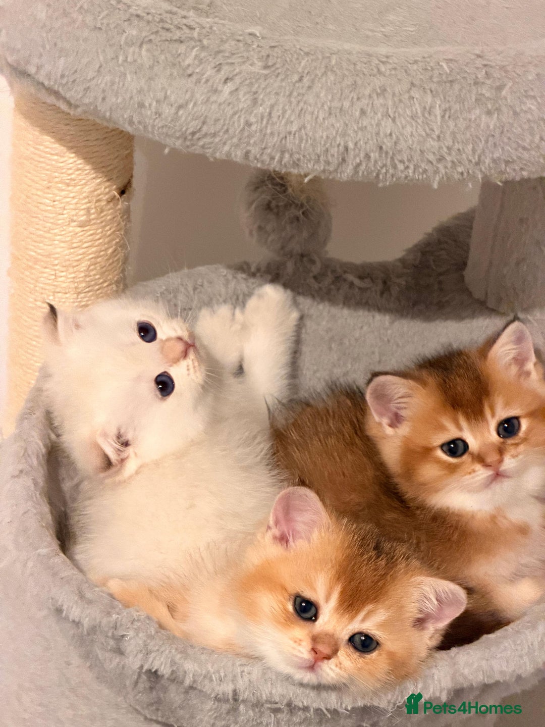 Scottish Fold cats for sale: six purebred Scottish kittens — all female,  - Advert 11