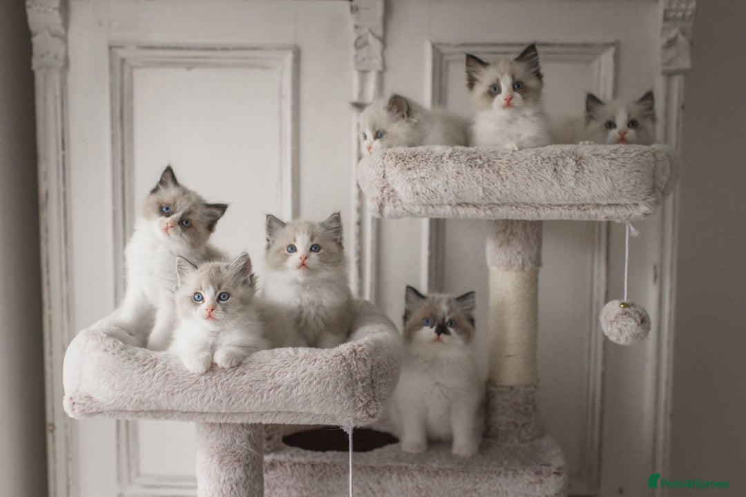 Ragdoll cats for sale: Bicolour and Lynx Ragdoll kittens - Advert 8