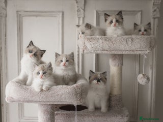 Ragdoll cats Bicolour and Lynx Ragdoll kittens - Advert 6