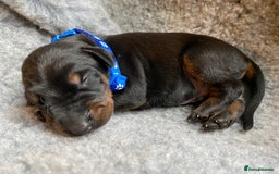 Dobermann dogs for sale: KC REGISTERED DOBERMAN PUPS - Image 5