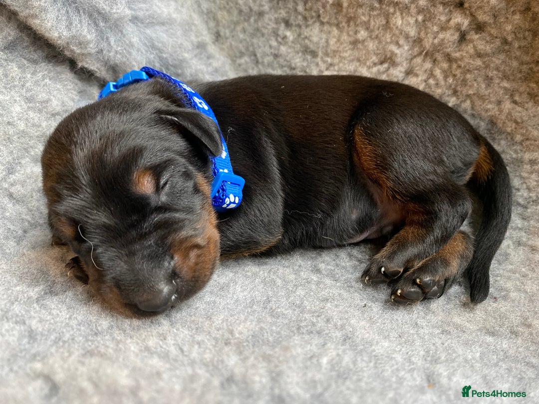 Dobermann dogs for sale: KC REGISTERED DOBERMAN PUPS - Image 5