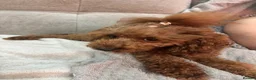 Toy Poodle dogs for sale: Asian toy poodle red brown  - Advert 1