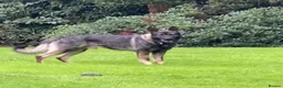 German Shepherd dogs for sale: 🐶 Outstanding German Shepherd puppies 🐶  in Virginia Water - Advert 2