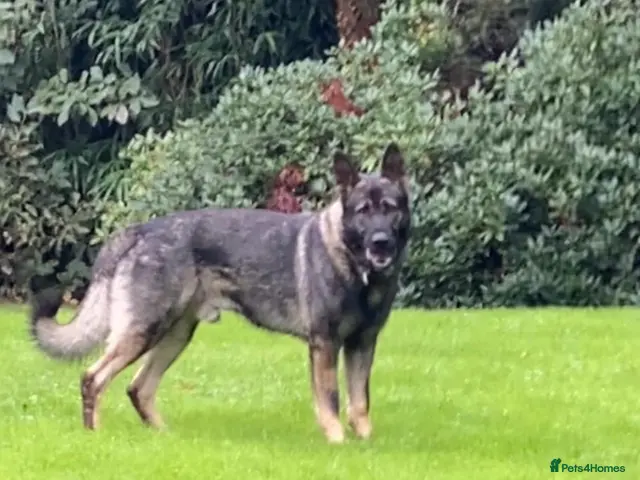 German Shepherd dogs 🐶 Outstanding German Shepherd puppies 🐶 - Advert 2