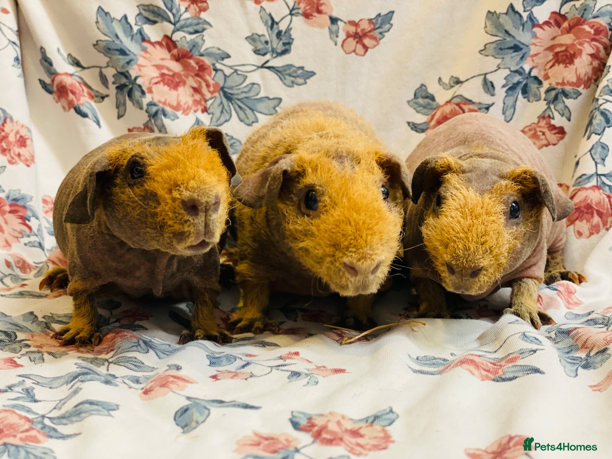 Guinea Pig rodents Stunning pedigree skinny pig boys available  - Advert 20