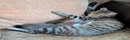 Bengal cats for sale: Adorable friendly Bengal kittens ready now!! - Advert 31