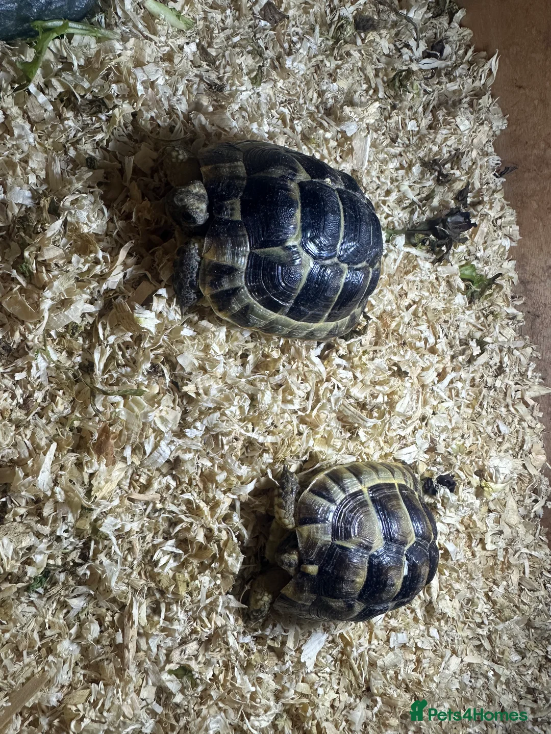 Tortoise reptiles for sale: 2 spurthighed tortoises.  - Advert 5
