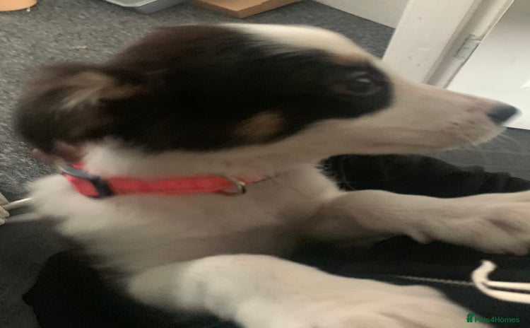 Border Collie dogs - Advert 1
