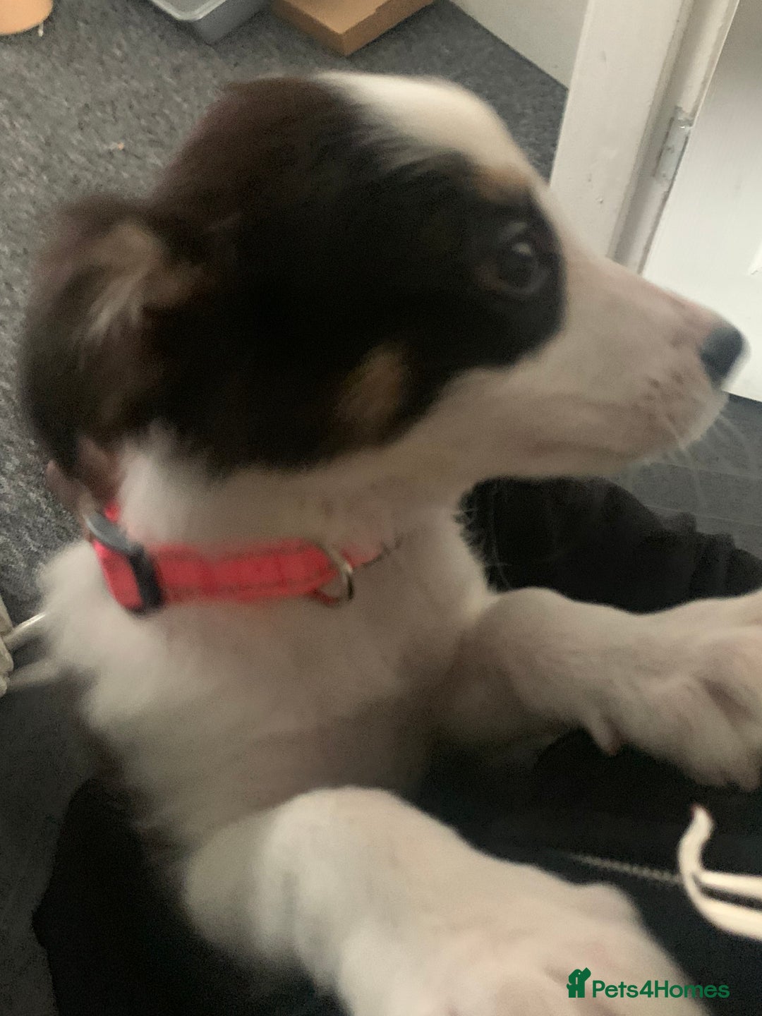 Border Collie dogs for sale: 10 weeks old border collie  - Image 1