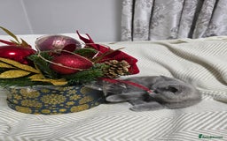 British Shorthair cats for sale:  Gorgeous BRITISH SHORTHAIR MALE  - Advert 12